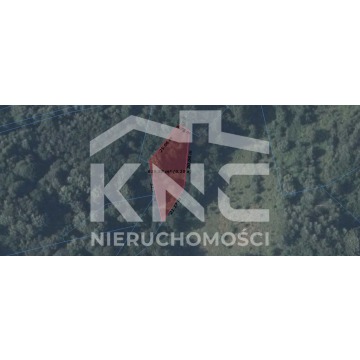 Działka leśna Nienadowa sprzedam, pow. 9000 m2  (0.9ha) - zdjęcie 5