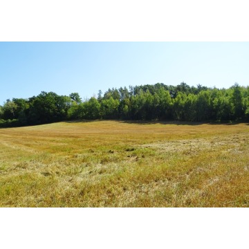 Działka rolna Gruta sprzedam, pow. 48 300 m2  (4.83ha) - zdjęcie 4