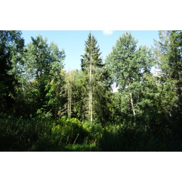 Działka rolna Gruta sprzedam, pow. 48 300 m2  (4.83ha) - zdjęcie 6