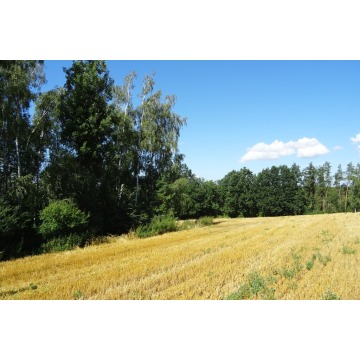 Działka rolna Gruta sprzedam, pow. 48 300 m2  (4.83ha) - zdjęcie 5