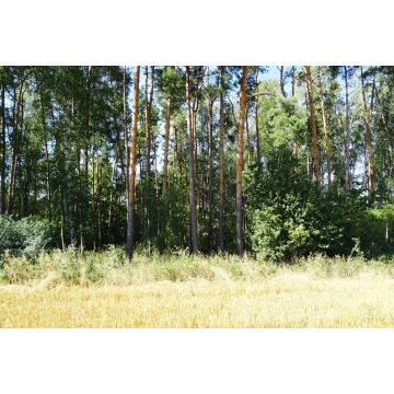 Działka rolna Gruta sprzedam, pow. 48 300 m2  (4.83ha) - zdjęcie 8