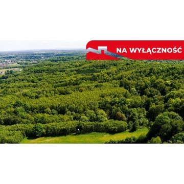 Działka leśna Skrzyszów sprzedam, pow. 5572 m2  (55.7a) - zdjęcie 2