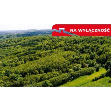 Działka leśna Skrzyszów sprzedam, pow. 5572 m2  (55.7a) - zdjęcie 5
