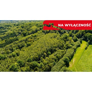 Działka leśna Skrzyszów sprzedam, pow. 5572 m2  (55.7a) - zdjęcie 4
