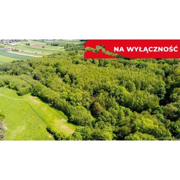 Działka leśna Skrzyszów sprzedam, pow. 5572 m2  (55.7a) - zdjęcie 3