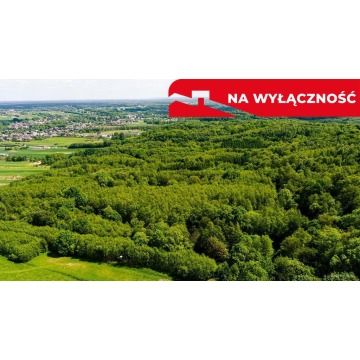 Działka leśna w Skrzyszowie
