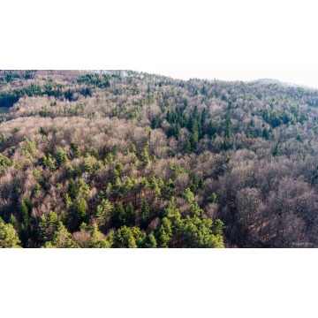 Działka leśna- Olszowa-Zakliczyn -Małopolska