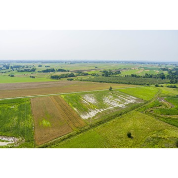 Działka rolna Kwików sprzedam, pow. 3600 m2  (36a) - zdjęcie 8