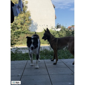 Mieszkanie dwupokojowe Wrocław - Fabryczna,   36 m2, parter - Do wynajęcia - zdjęcie 4