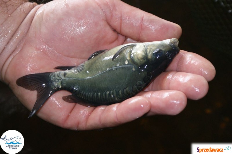 Narybek karp amur tołpyga (węgorz lin sum san... - Pozostałe ogłoszenia - Biała Podlaska