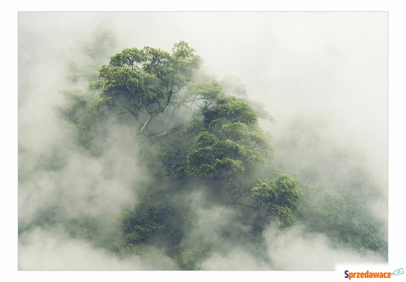SELSEY Fototapeta Mglista Amazonia...