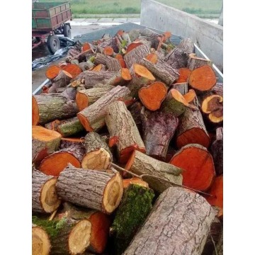 Drewno liściaste kominkowe opałowe mieszane 1kg... - Pozostałe rośliny - Łódź - zdjęcie 2