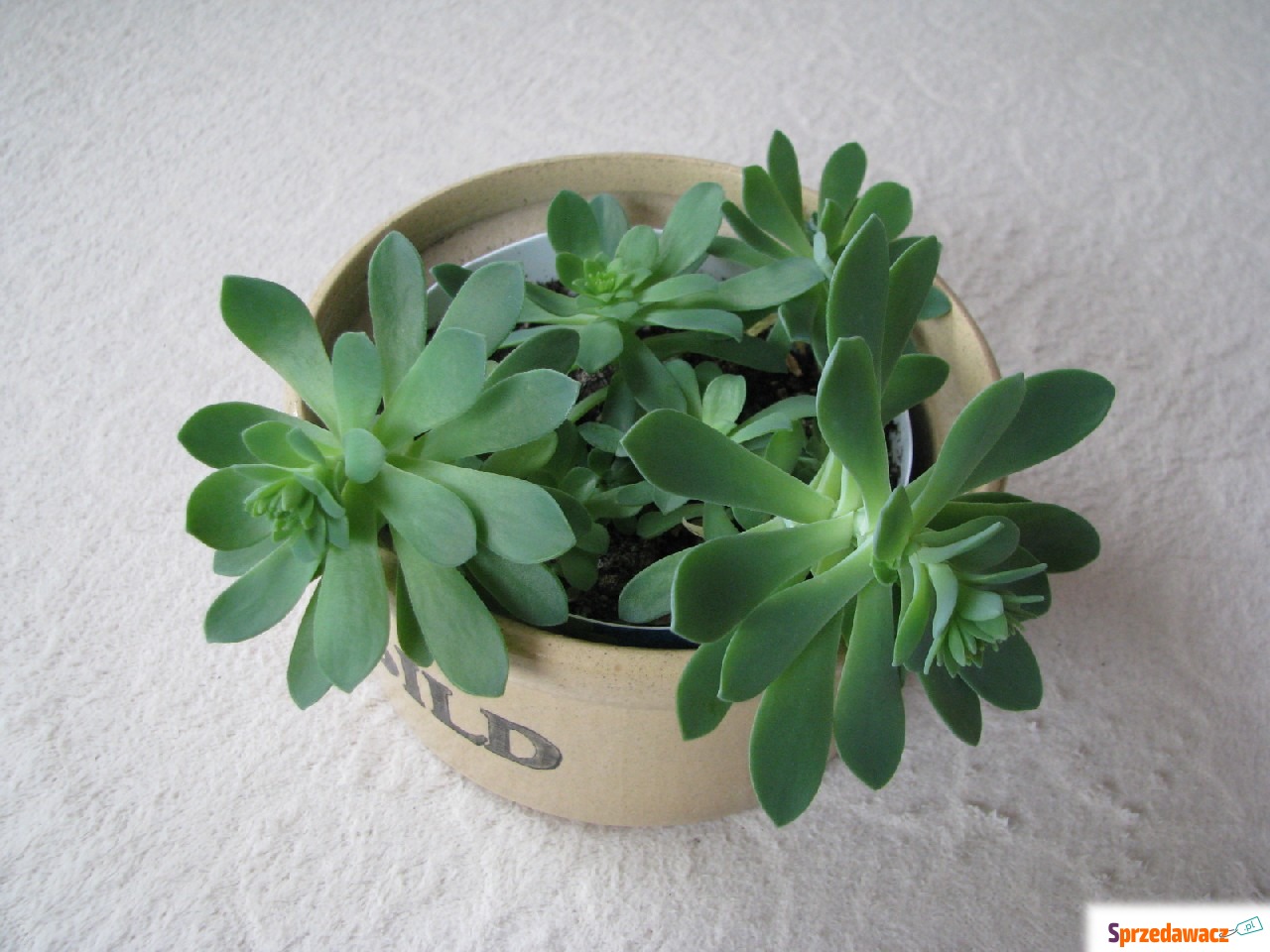Aeonium - piękny sukulent na t...