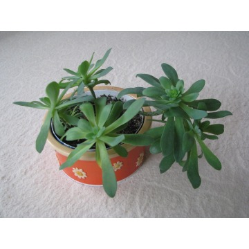 Aeonium - piękny sukulent na taras, do oranżerii... - Pozostałe rośliny - Brzegi - zdjęcie 2