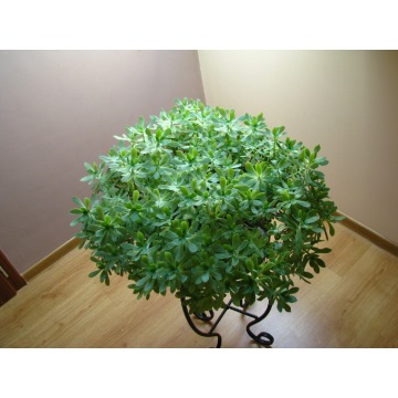Aeonium - piękny sukulent na taras, do oranżerii... - Pozostałe rośliny - Brzegi - zdjęcie 3