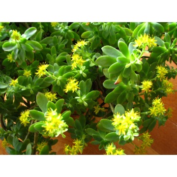 Aeonium - piękny sukulent na taras, do oranżerii... - Pozostałe rośliny - Brzegi - zdjęcie 4