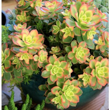 Aeonium - piękny sukulent na taras, do oranżerii... - Pozostałe rośliny - Brzegi - zdjęcie 5