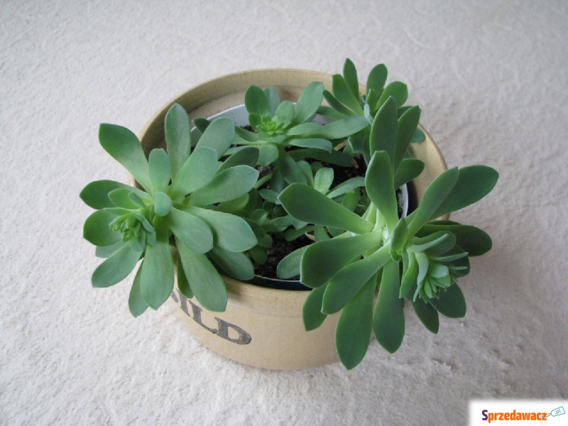 Aeonium - piękny sukulent na taras, do oranżerii... - Pozostałe rośliny - Brzegi