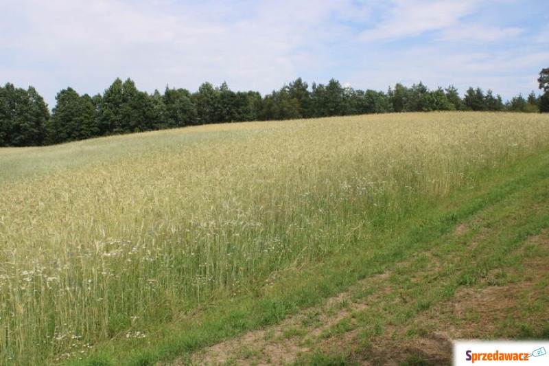 Piękne działki w Borowym Lesie...