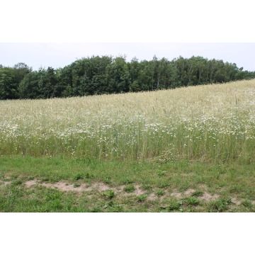 Działka budowlana Borowy Las sprzedam, pow. 1200 m2  (12a), uzbrojona - zdjęcie 4