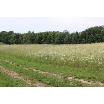 Działka budowlana Borowy Las sprzedam, pow. 1200 m2  (12a), uzbrojona - zdjęcie 3