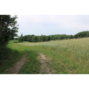 Działka budowlana Borowy Las sprzedam, pow. 1200 m2  (12a), uzbrojona - zdjęcie 5