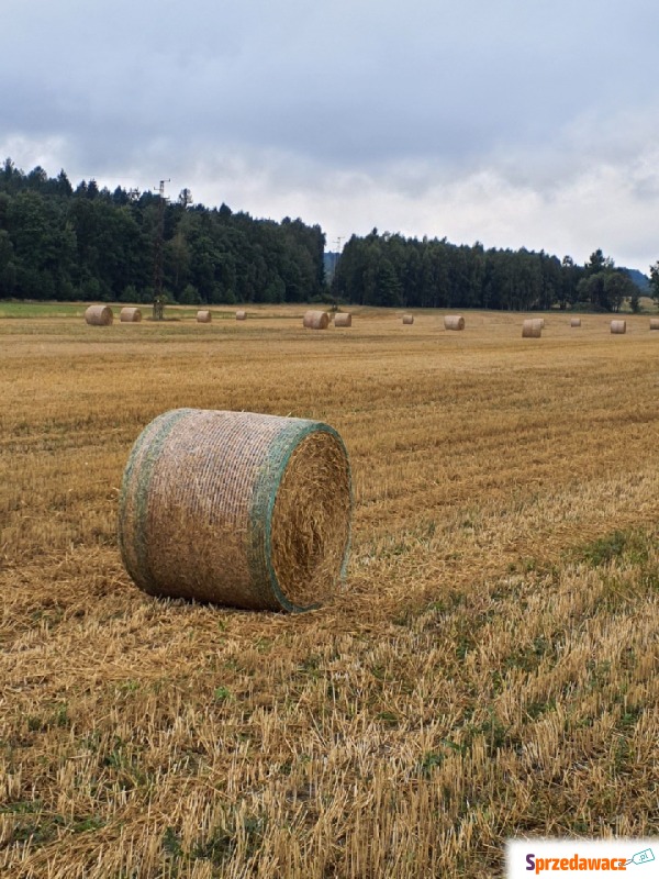 Siano bele  xxl - Zwierzęta inne - Wojciechów