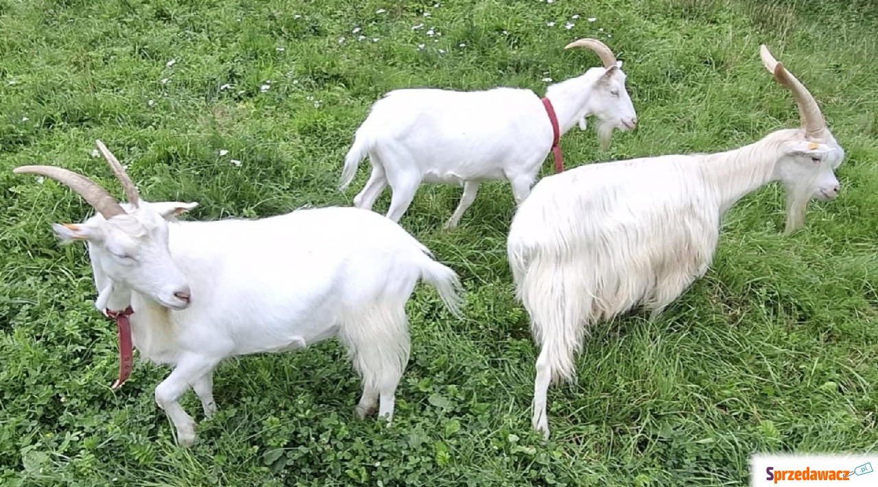 Owieczki, kózki młodziutkie