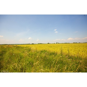 Działka rolna Szczurowa sprzedam, pow. 4400 m2  (44a) - zdjęcie 7