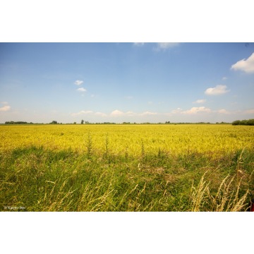 Działka rolna Szczurowa sprzedam, pow. 4400 m2  (44a) - zdjęcie 5