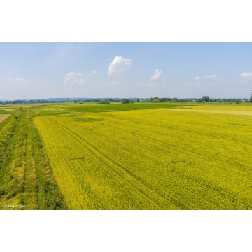 Działka rolna Szczurowa- Brzesko-Małopolska