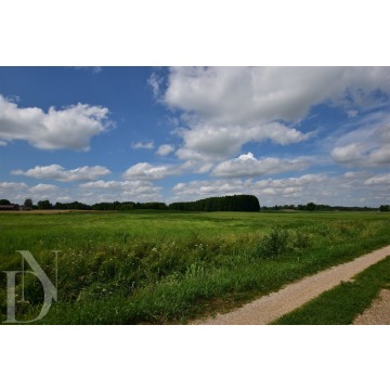 Działki 11095 m² koło Jeziora Dręstwo NOWA CE... - Działki na sprzedaż - Rajgród - zdjęcie 6