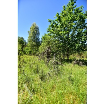 Działka Mikłaszewo sprzedam, pow. 1950 m2  (19.5a), uzbrojona - zdjęcie 7
