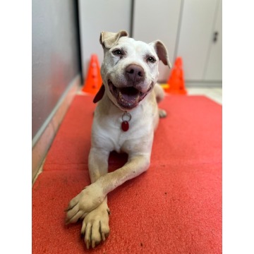 Hera - Pies w typie rasy mix pit bull terier 