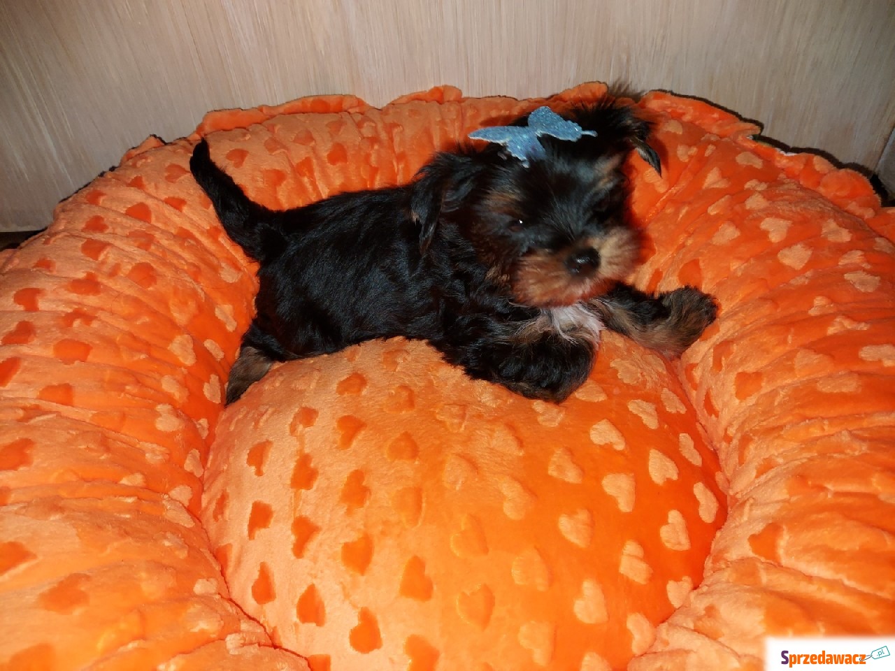 Yorkshire Terrier Black Tan