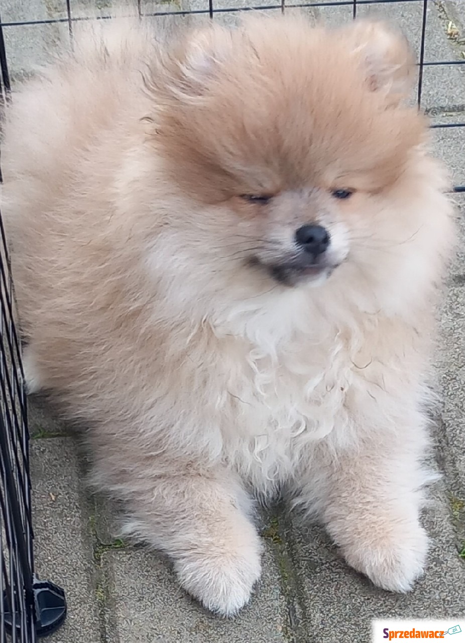 Szpic miniaturowy pomeranian