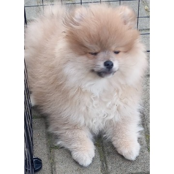 Szpic miniaturowy pomeranian