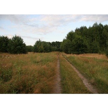 Działka rekreacyjna Ostroróg sprzedam, pow. 1000 m2  (10a), uzbrojona - zdjęcie 4