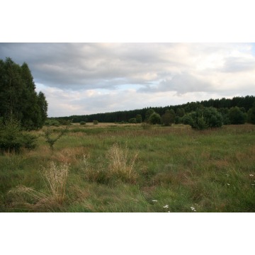 Działka rekreacyjna Ostroróg sprzedam, pow. 1000 m2  (10a), uzbrojona - zdjęcie 5