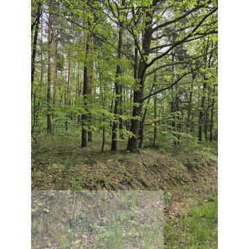 Działka leśna Malutkie sprzedam, pow. 6800 m2  (0.68ha) - zdjęcie 6