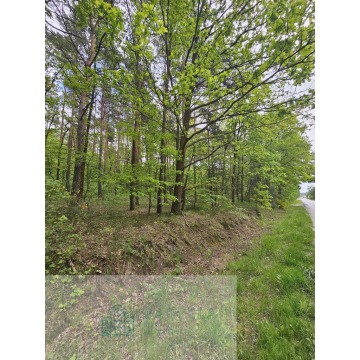 Działka leśna Malutkie sprzedam, pow. 6800 m2  (0.68ha) - zdjęcie 4