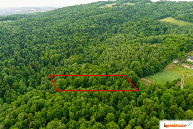 Prywatny las 41 ar – Siemiechów,...