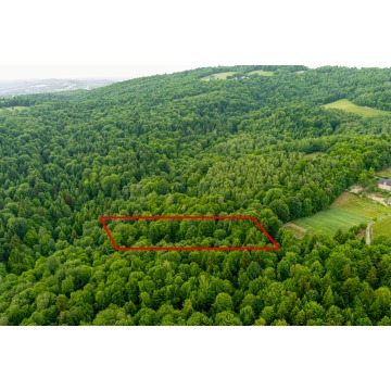 Prywatny las 41 ar – Siemiechów, gm. Gromnik