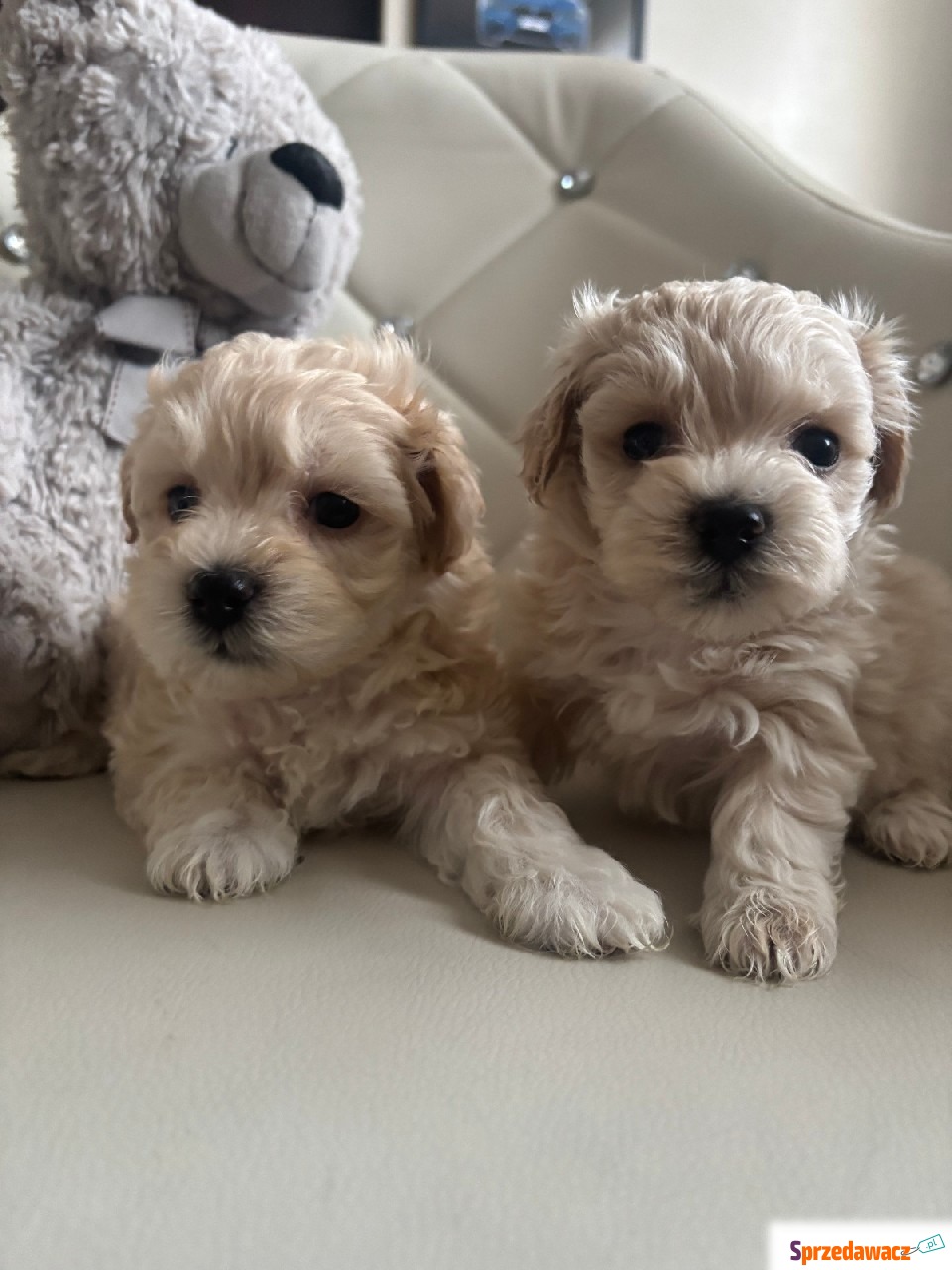 Maltipoo pieski F1 miniaturka do...