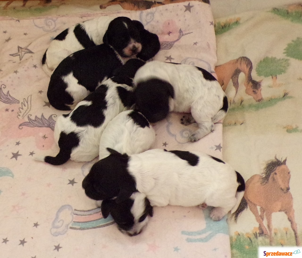 Cockapoo F1 szczenieta, unikalny...