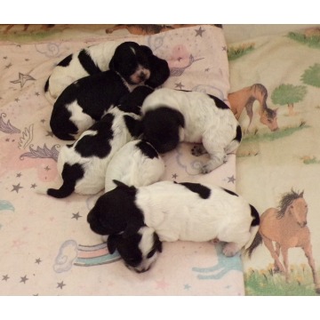 Cockapoo F1 szczenieta, unikalny kolor biało/czarne i Blue Roan