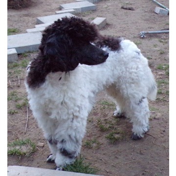 Cockapoo F1b, szczenięta, tata pudel biało/ c... - Psy - sprzedam, oddam - Świdnik - zdjęcie 4