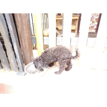 Cockapoo F1b, szczenięta, tata pudel biało/ c... - Psy - sprzedam, oddam - Świdnik - zdjęcie 2