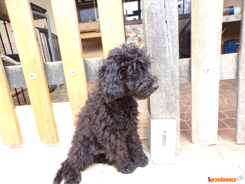 Cockapoo F1b, szczenięta, tata pudel biało/ c... - Psy - sprzedam, oddam - Świdnik