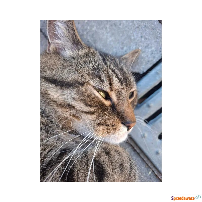 Neo - Kot 